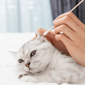 A hand brushing a white long-haired cat