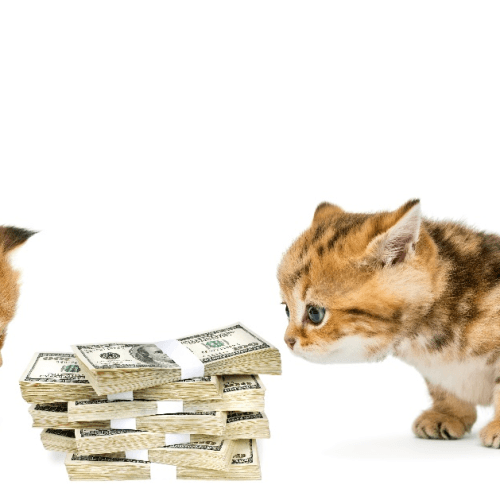 A ginger cat resting beside stacks of banknotes