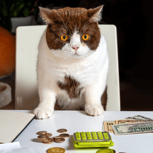 A brown and white cat sitting upright and looking at the camera