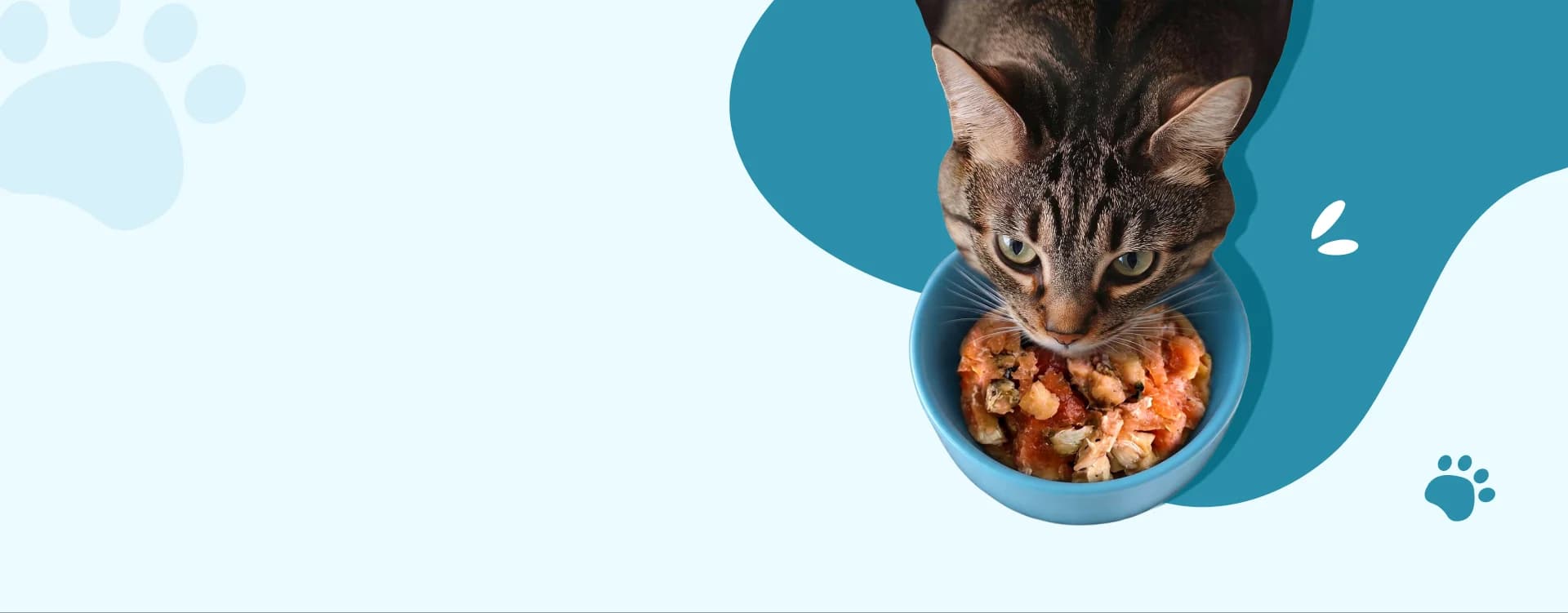 A tabby cat eating Snappy Tom food from a blue bowl