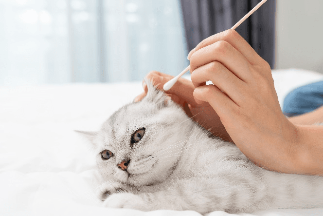Mastering the Art of Cat Grooming