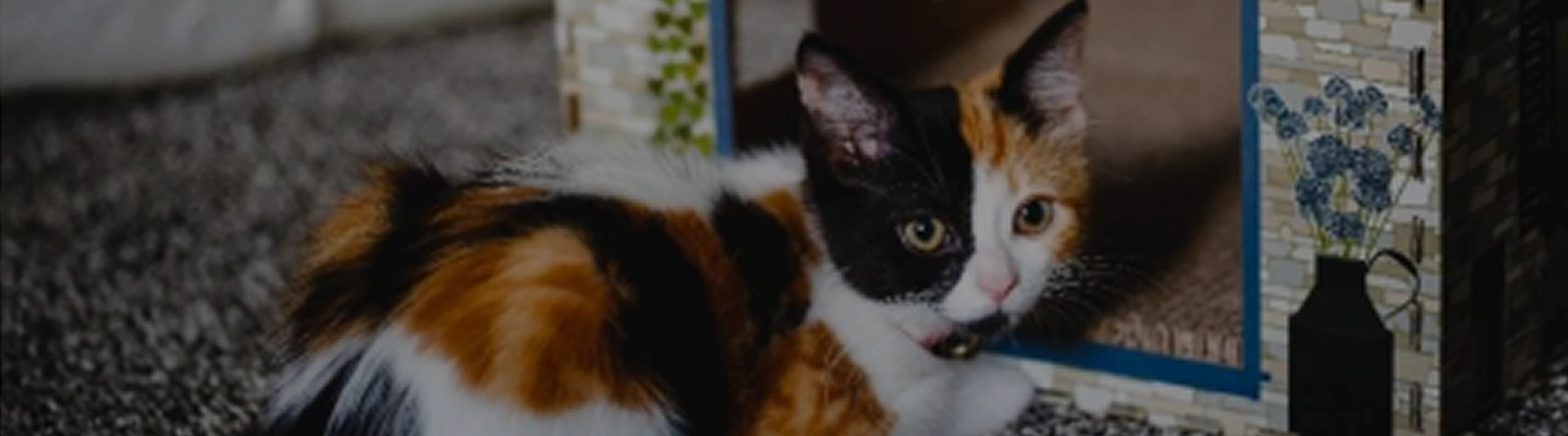 The New Cat Starter Kit: A Guide to Nurturing Your Furry Companion